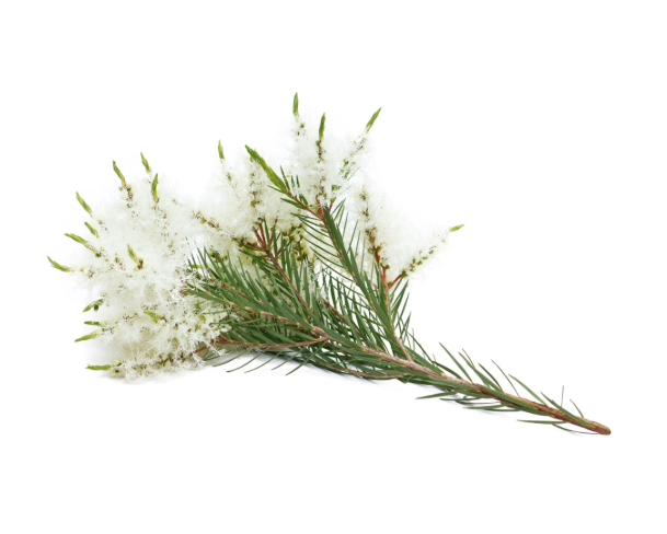 doTERRA Aceite Esencial Tea Tree (Árbol de Té)